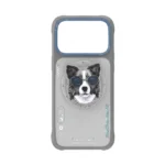 Border Collie-Gray